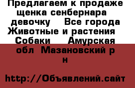 Предлагаем к продаже щенка сенбернара - девочку. - Все города Животные и растения » Собаки   . Амурская обл.,Мазановский р-н